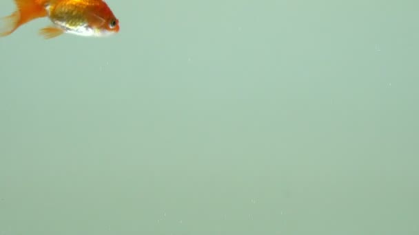 Vista de cerca de peces dorados nadando en el tanque al azar. Pescado de oro un símbolo de riqueza y prosperidad humana . — Vídeo de stock