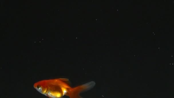 Langzaam zicht op goudvissen die in de tank zwemmen. Gouden vissen zwemmen willekeurig close-up. — Stockvideo