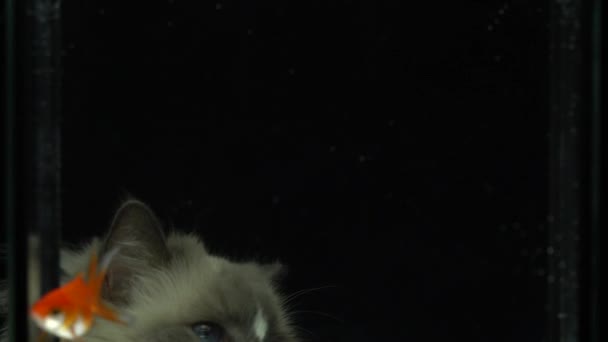 Fuzzy ragdoll plemeno kočka s roztomilou tváří sledování zlaté rybky plavání v akváriu. Kotě si hraje s červenou pomerančovou rybou v bazénu. Zaostření obličeje kočky. — Stock video