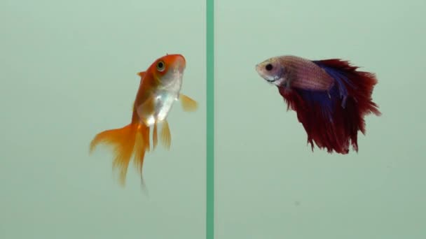 Peces dorados y peces siameses de lucha Betta juntos en el tanque nadan el uno al otro, relación y concepto de comunicación. Ilustración de ideas de lucha y conflicto . — Vídeos de Stock