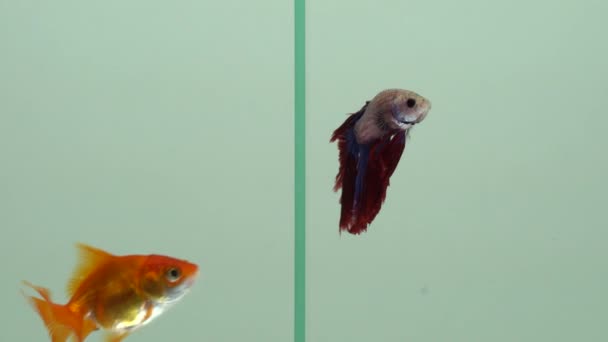 Золотая рыба и сиамская боевая рыба Бетта вместе в аквариуме плавают друг к другу, отношения и коммуникационная концепция. Иллюстрация идей борьбы и конфликтов . — стоковое видео