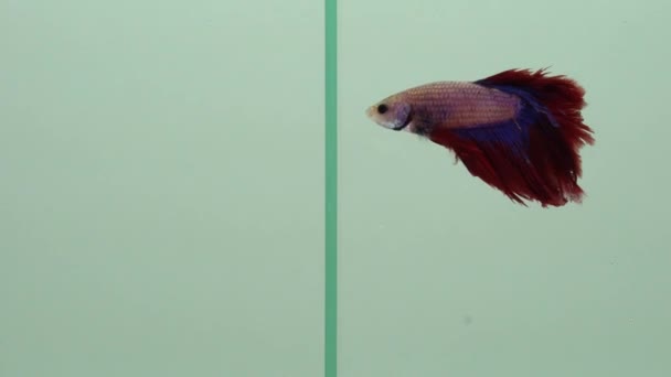Gouden vis en Siamese vechtvissen Betta samen in de tank zwemmen naar elkaar, relatie en communicatie concept. Vecht en conflict idee illustratie. — Stockvideo