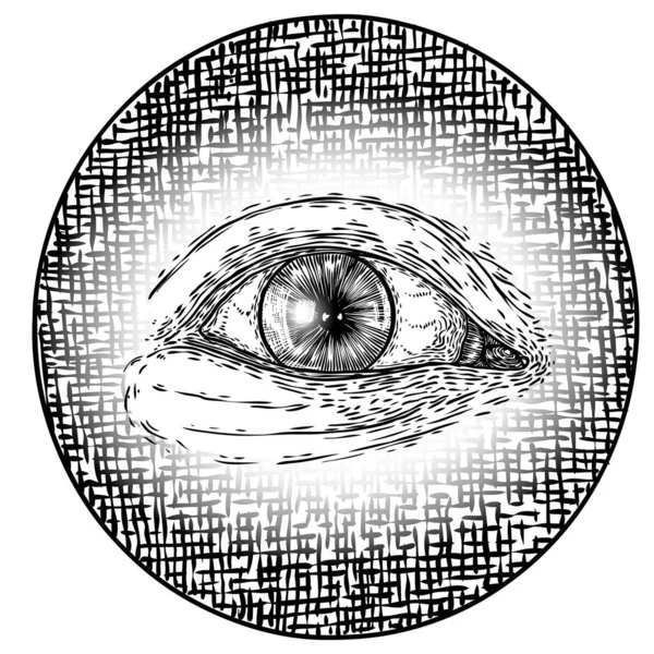 Iris de ojo dibujado a mano como elemento de todo ojo que ve de la providencia v — Archivo Imágenes Vectoriales