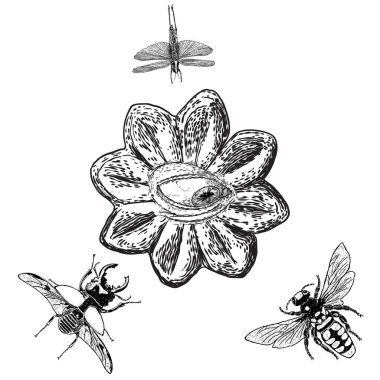 Böceklerle ve böceklerle her şeyi gören gözün farklı yönlere ve duygulara çizimi. Masonların bir seçenek tasarım ögesi olarak sembolü. İnsan görüşü. Vektör.