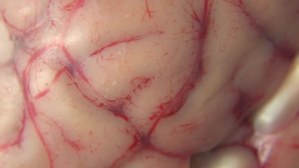 Cerebro Con Sangre Venas Sangre Plato Mesa Gérmenes Limo Horror — Vídeo de stock