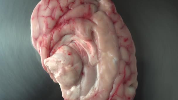 Cerveau Animal Préservé Chirurgie Table Plaque Métal Chirurgien Laboratoire Vétérinaire — Video