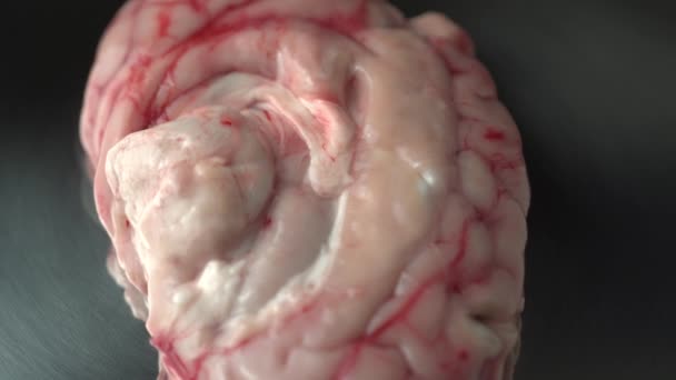 Мозг Кровью Кровью Металлической Столешнице Нержавеющей Стали Слизистые Микробы Эффект — стоковое видео