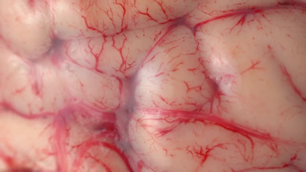 Rezervovaný Zvířecí Mozek Chirurgii Nebo Chirurgický Kovový Plech Vědecké Veterinární — Stock video