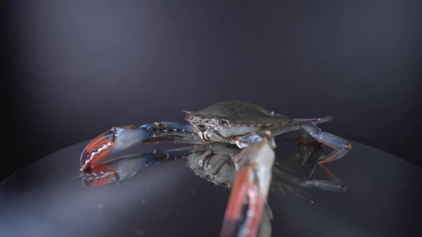 大蓝蟹在钢制烹调盘上. 用爪子抓螃蟹，用9毫米宽镜头近距离观看，在加拿大出售用于烹调，坐在金属平底锅和移动的嘴上。 4k海产食品概念. — 图库视频影像