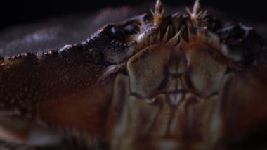 Canlı Dungeness yengecinin sinematik makro portresi. Bc Kanser Sulh Hakimi deniz ürünleri dükkanını 4K 'da kapatın. Ağzı ve gözleri olan yüz hatları. Restoranlar yemek pişirme konsepti.