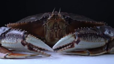 Kuzey Amerika 'nın batı kıyısında yaşayan Dungeness yengeci, Metacarcinus magister ya da Cancer magister kabuklu deniz hayvanları yaşar. Kanadalı gıda mağazalarında yemek ve restoranlar için satılıyor. Kerevit, 9mm genişliğinde..