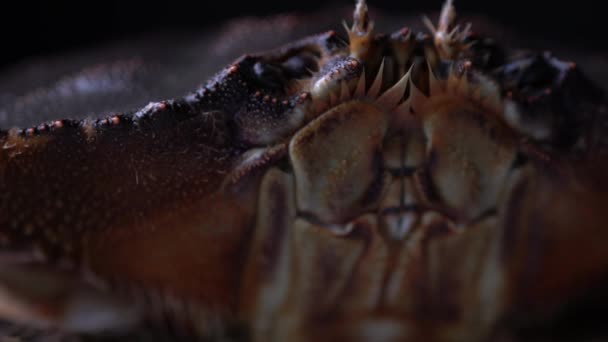 Macro portrait cinématographique de crabe dormeur vivant. Gros plan sur les fruits de mer BC Cancer magister en 4K. Détails extrêmes du visage du corps avec la bouche et les yeux. Restaurants plat close-up concept . — Video