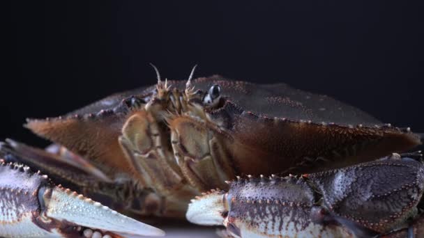 Live Dungeness crab, Metacarcinus magister or Cancer magister shellfish inhabits on the west coast of North America. Sold in Canadian food stores for cooking and restaurants. Crayfish, 9mm wide view. — Stock Video