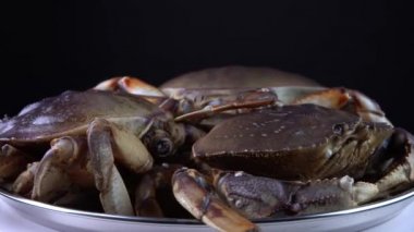 Birkaç taze ham Dungeness yengeci, Kanada 'daki yerel bir dükkandan, metal tabaktaki deniz ürünleri gibi, yemek ve restoranlar için pazarda satılıyor. Tavada kerevit. Kerevit 9mm genişliğinde yakın çekim makro görüntü.