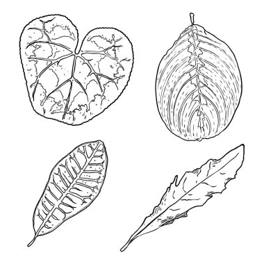 Çiçek tasarım elementleri. Dallarla ayrılır. Yeşillik çimenler, ev bitkisi dalları. Vektör.