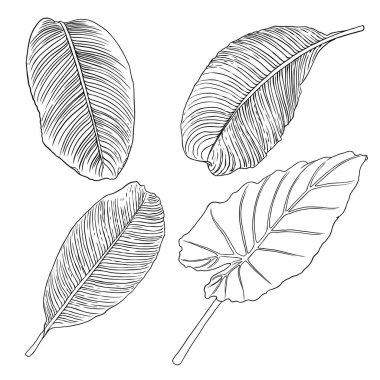 Çiçek tasarım elementleri. Dallarla ayrılır. Yeşillik çimenler, ev bitkisi dalları. Vektör.