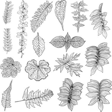 Tropik yerli yapraklar koleksiyonu. Beyaz arka planda izole eğreltiotu elementleri. Orman evi egzotik yaprak, dal ve yapraklar, doğal gerçek yapraklar, bitkiler. Vektör.