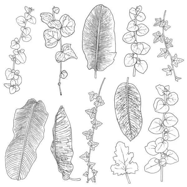 Коллекция Тропических Листьев Изолированные Элементы Папоротника Белом Фоне Набор Джунглей — стоковый вектор