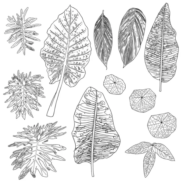 Tropical Leaves Collection Isolated Fern Elements White Background Set Jungle — Stock Vector