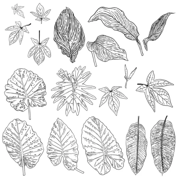 熱帯の葉のコレクション 白い背景に孤立したシダの要素 ジャングルの森と国内の家の葉のセットは エキゾチックなユーカリの葉 天然の本物のヤシの葉 ハーブを描く ベクトル — ストックベクタ