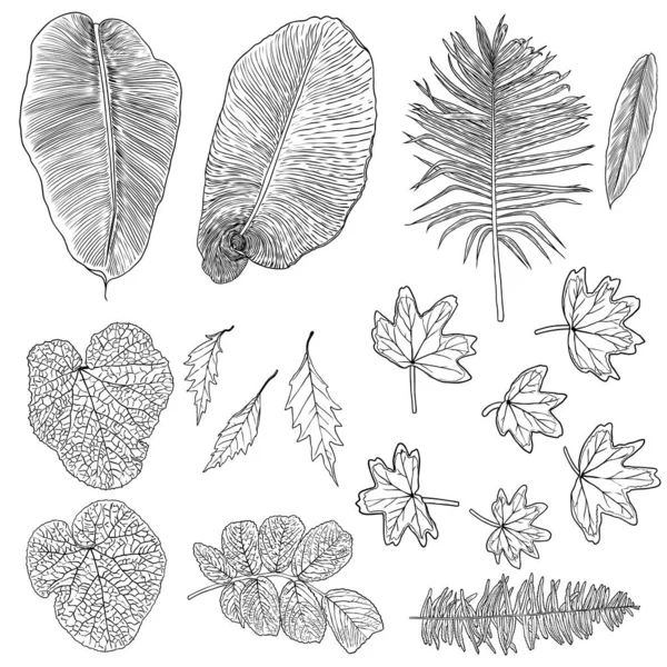 Колекція Тропічних Листя Ізольовані Елементи Папороті Білому Тлі Набір Лісів — стоковий вектор