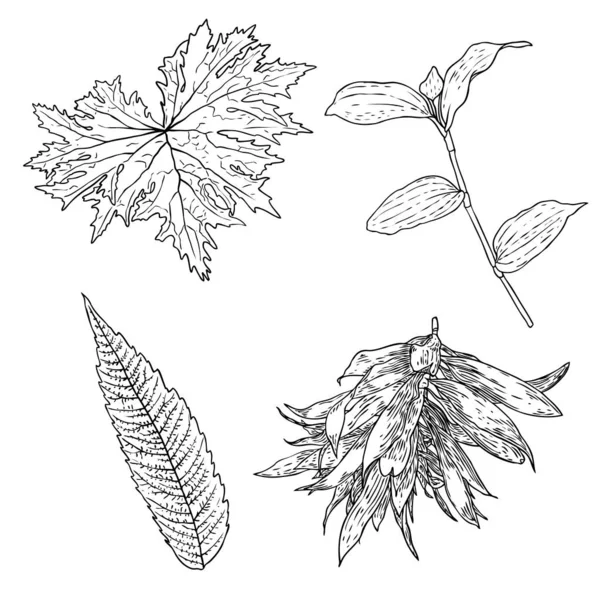花のデザイン要素 枝付きの葉 国内の緑の草 家庭の植物の枝のセット ベクトル — ストックベクタ