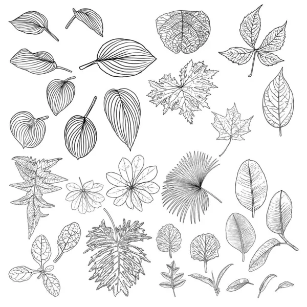 Tropical Domestic Leaves Collection Isolated Fern Elements White Background Set — Stock Vector