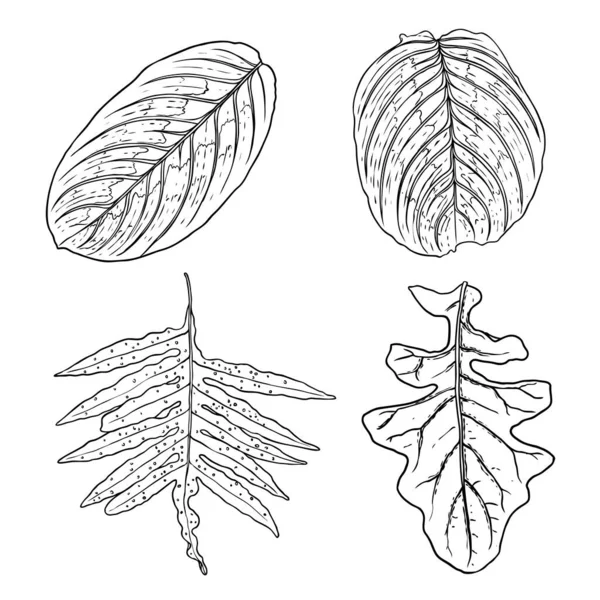 Elementos Diseño Floral Hojas Con Ramas Conjunto Césped Verde Doméstico — Archivo Imágenes Vectoriales