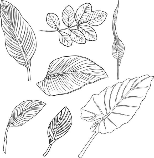 熱帯の葉のコレクション 白い背景に孤立したシダの要素 ジャングルの森と国内の家の葉のセットは エキゾチックなユーカリの葉 天然の本物のヤシの葉 ハーブを描く ベクトル — ストックベクタ