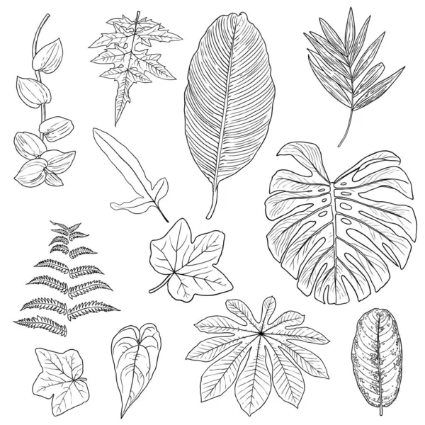 热带树叶收集 白色背景上的分离蕨类元素 一套丛林森林和家庭用叶 异国情调桉树叶 天然真活棕榈叶 草本画 — 图库矢量图片