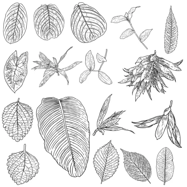 Collection Feuilles Tropicales Eléments Fougère Isolés Sur Fond Blanc Ensemble — Image vectorielle