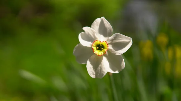 Narciso Cabeza Flor Narcisos Blancos Sobre Fondo Jardín Bokeh Primavera —  Fotos de Stock