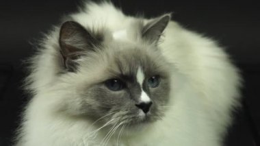Büyük mavi gözlü güzel kedi kameraya bakıyor. Kedi gözü, burun, ağız ve ağız uzun bıyıklı, uç noktalara yakın. Tüylü bez bebek cins kedi ve şirin bir yüz ifadesi. 4k ahd.