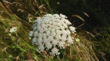 Bokeh arka planında inek havucu yetişir. Yaban otları yazın çiçek açar. Bitki zehirlidir ve deride yanıklara neden olur..