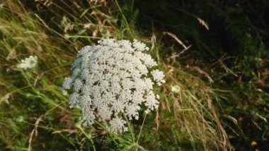 Bokeh arka planında inek havucu yetişir. Yaban otları yazın çiçek açar. Bitki zehirlidir ve deride yanıklara neden olur..