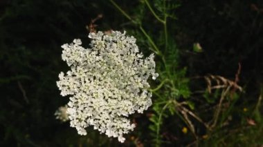 Bokeh arka planında inek havucu yetişir. Yaban otları yazın çiçek açar. Bitki zehirlidir ve deride yanıklara neden olur..