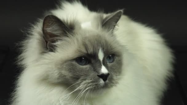 カメラを見て大きな青い目をした美しい猫 猫の目 長いひげを生やした銃口 極端に近い ファジィなラグドールは可愛い表情で猫を繁殖させます 4Kだ — ストック動画