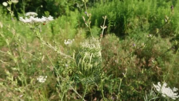 Koeienpastinaak Groeit Velden Bokeh Achtergrond Wiet Bloeiende Bloem Zomer Plant — Stockvideo