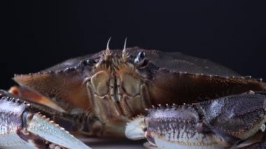 Büyük Dungeness yengeç suratlı, ağzı makro kapaklı. Kanada 'da yemek pişirmek için satılan kabuklu deniz hayvanları. 4k deniz yiyeceği konsepti.