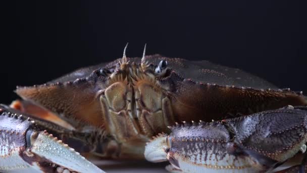 Большой живой краб Dungeness лицо с макро рот закрыть. Раковины продаются в Канаде для приготовления пищи, сидя неподвижно. Концепция морепродуктов 4k . — стоковое видео