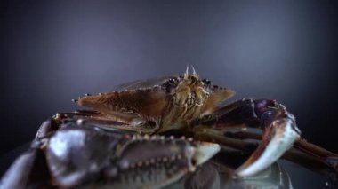 Kuzey Amerika 'nın batı kıyısında yaşayan Dungeness yengeci, Metacarcinus magister ya da Cancer magister kabuklu deniz hayvanları yaşar. Kanadalı gıda mağazalarında yemek ve restoranlar için satılıyor. Kerevit, 9mm genişliğinde..