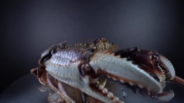 Dungeness yengeci, metal mutfak tabağında dönüyor, 9mm 'lik lens geniş görüşü kapatıyor. Pençeli yengeç. Karayip yemekleri için Kanada 'da ithal ve satıldı. Köri, Callaloo yemeği. 4k.