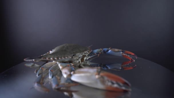 Blauwe krab, rauwe verse zeevruchten rivierkreeft of schelpdieren draaiend op de plaat. 9mm lens breed close-up zicht. Exotische zeevissen spinnen, verkocht voor het koken Caribische schotel. Curry, Callaloo schotel. 4k. — Stockvideo