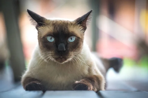 Thai sawat cat on floor — Stock Photo, Image