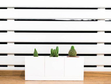 ahşap masa arka plan üzerinde tencerede kaktüs