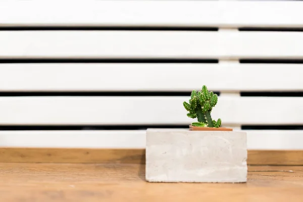 Cacto em vaso no fundo da mesa de madeira — Fotografia de Stock