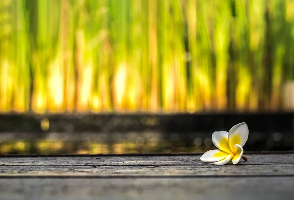 Plumeria flor en cubierta de madera — Foto de Stock