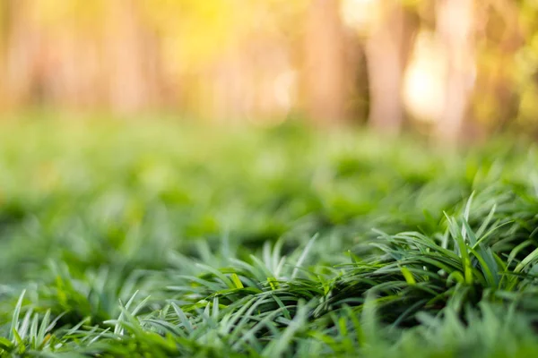 Background of mini mondo grass / snakes bread in garden feeling — Stock Photo, Image