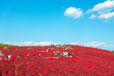 Bahçe hitachi seside parkta güzel kochia 