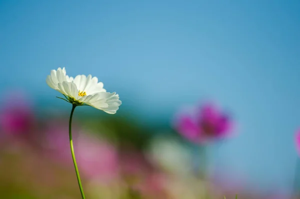 Schöne Kosmos-Blume mit verschwommenem Hintergrund — Stockfoto